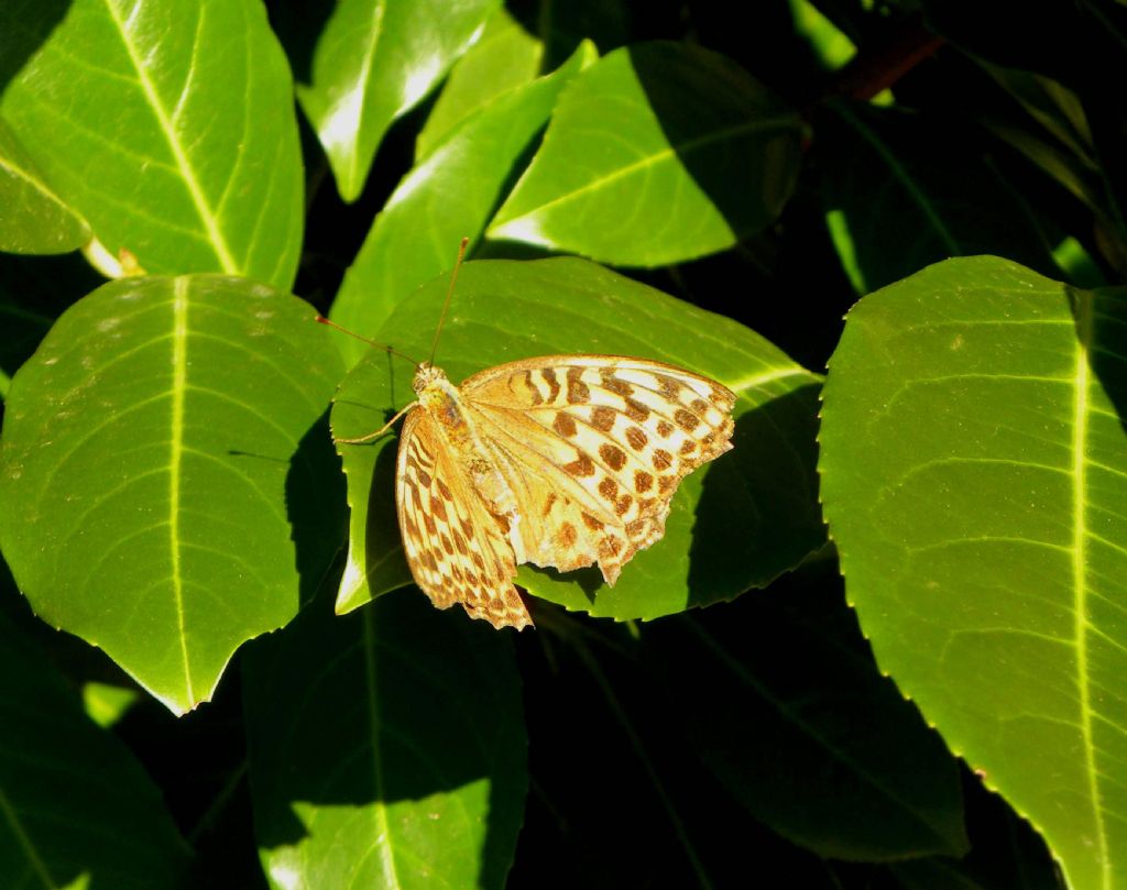 Argynnis paphia (Nymphalidae), femmina